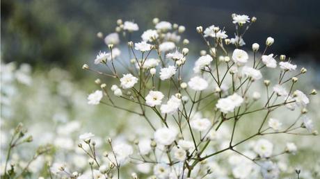 12 niedrige winterharte Stauden für die ganzjährige Gartenbepflanzung Nahaufnahme der weißen Blüten des Schleierkrauts