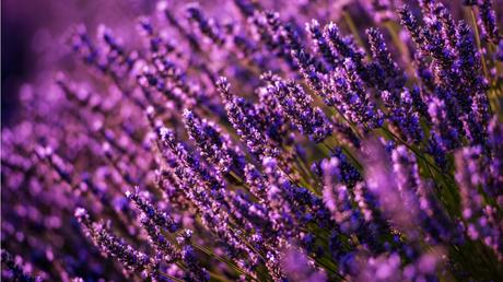 Gemütliche Terrasse – Das ist möglich mit Pflanzen und Co. Lavendel im Freien