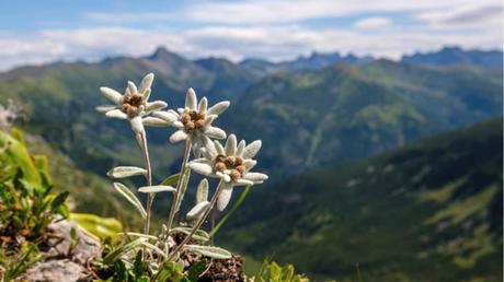 11 Kleine weiße Blumen für gute Laune Alpen-Edelweiß im Freien.