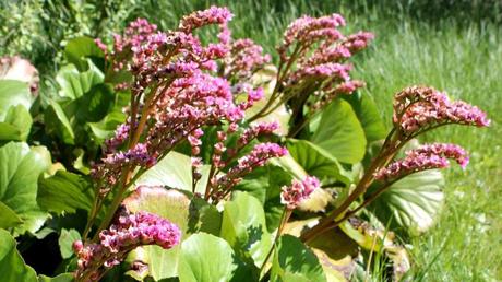 15 Stauden, die sich für sonnige Standorte im Garten eignen Bergenie im Freien.