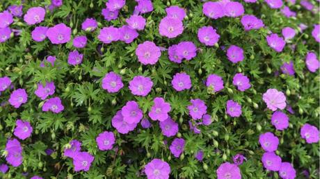 15 Stauden, die sich für sonnige Standorte im Garten eignen Blutroter Storchschnabel im Freien.
