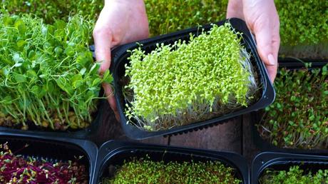 Der ultimative Guide für Microgreens und warum du sie essen solltest Verschiedene Microgreens