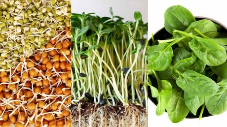 Der ultimative Guide für Microgreens und warum du sie essen solltest Sprossen, Microgreens und Babygreens