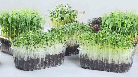 Der ultimative Guide für Microgreens und warum du sie essen solltest Verschiedene Microgreens