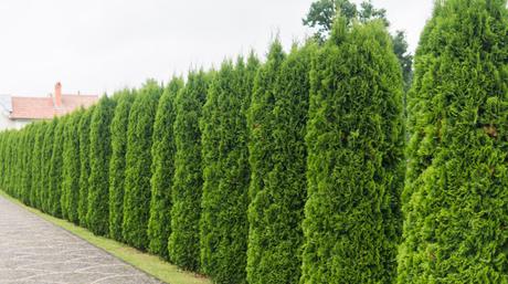 Thuja pflegen: Den Lebensbaum kultivieren & beim Wachsen zusehen Thuja pflegen: Den Lebensbaum kultivieren & beim Wachsen zusehen