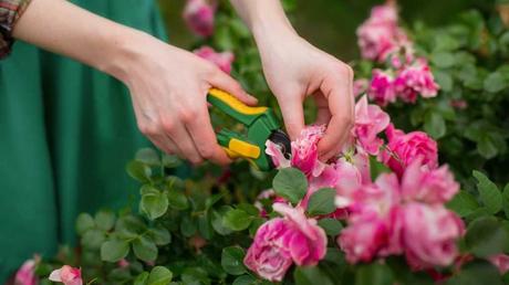 Rosen im Sommer schneiden: Pflegetipps & Hilfestellung Rosafarbene Rosen werden geschnitten