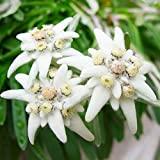 11 kleine weiße Blumen für Ihren Garten Edelweiss Samen - Alpen-Edelweiß