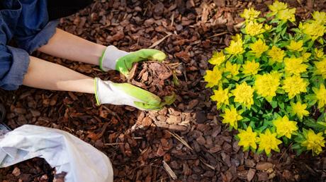 Mulch dient als Wärmeschutz, erhält die Bodenfeuchtigkeit und verhindert Unkrautwachstum.