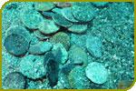 Punischer Münzschatz aus dem 3. Jh. v. Chr. im Meer gefunden