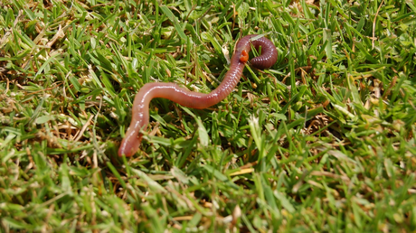 Der Regenwurm: Ein wertvoller Gartenhelfer, angezogen durch Kaffeesatz-Dünger