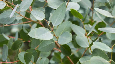 Eukalyptus gibt es in allen Arten und Größen, am bekanntesten sind jedoch solche, mit runden oder ovalen Blättern.