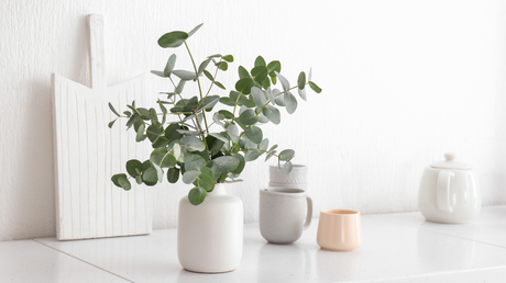 Eukalyptus Pflanze – kaufen, schneiden & überwintern