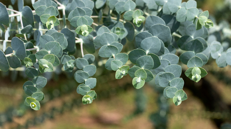 Eukalyptus Pflanze – kaufen, schneiden & überwintern