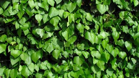 Der Irische Efeu beeindruckt mit größeren, dunkleren Blättern und schnellerem Wachstum als sein naher Verwandter, der Gewöhnliche Efeu.