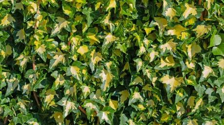 Das Gold-Efeu leuchtet mit seinen gelb-grünen Blättern und bringt strahlende Highlights in schattige Gartenecken.