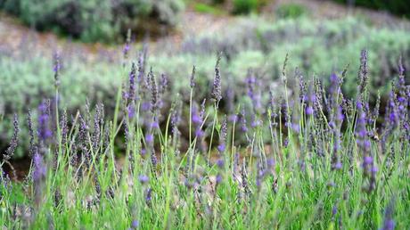 Lavendel ist ein perfekter Bodendecker gegen Unkraut.
