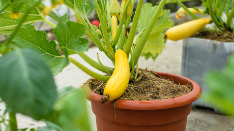 Der Topf für die Zucchini-Pflanze sollte mindestens 20 Liter umfassen.