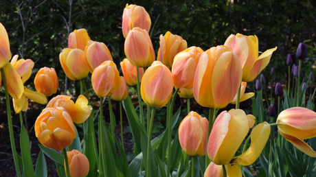 „Apeldoorn“-Sorten gehören zu den beliebtesten Darwin-Tulpen 