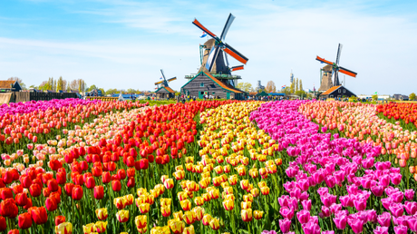 In Holland ist Tulpe immer noch Kult  