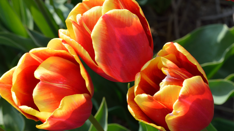 Triumph-Tulpen zählen zu den beliebtesten Sortengruppen, hier die Sorte „Golden Piquante“ 