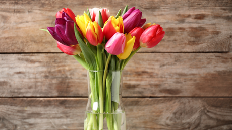 Bis zu 10 Tage lang bleiben Garten-Tulpen in der Vase frisch 