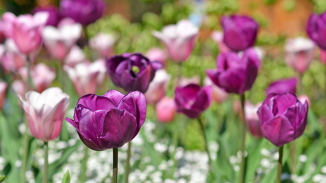 In sonnigen Lagen gedeihen Garten-Tulpen prächtig 