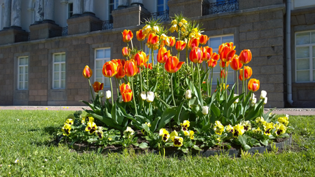 In Gruppen kommen Garten-Tulpen effektvoll zur Geltung 