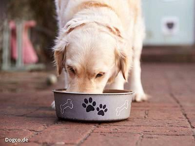 Dürfen Hunde Kidneybohnen essen?