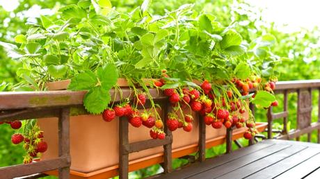 Als Balkonpflanzen sind Erdbeeren hervorragend geeignet 