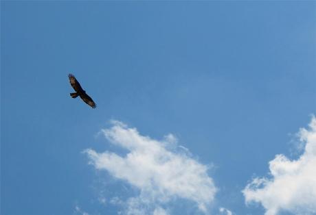 Adler am Himmel