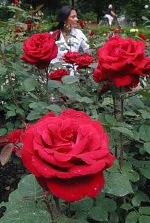 Rote Schönheit mit einem großen Namen: die Bad Füssing-Rose