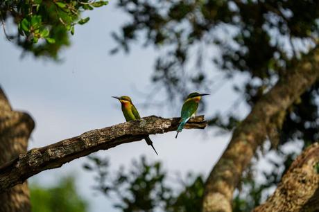 Vogelbeobachtung – Die besten Spots weltweit Zwei Blauschwanz-Bienenfresser ( Merops philippinus ) auf einem Ast