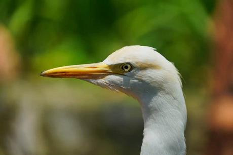 Vogelbeobachtung – Die besten Spots weltweit Weißer Vogel im Kuala Lumpur Bird Park