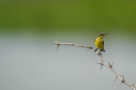 Vogelbeobachtung – Die besten Spots weltweit Ein kleiner braun gelber Vogel sitzt auf einem Ast in Sri Lanka