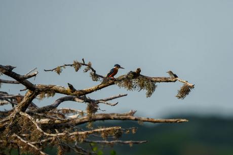 Vogelbeobachtung – Die besten Spots weltweit Eisvogel (Common Kingfisher, Alcedo atthis)