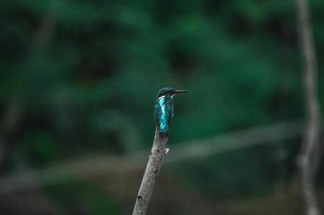 Vogelbeobachtung – Die besten Spots weltweit Eisvogel Sundarbans