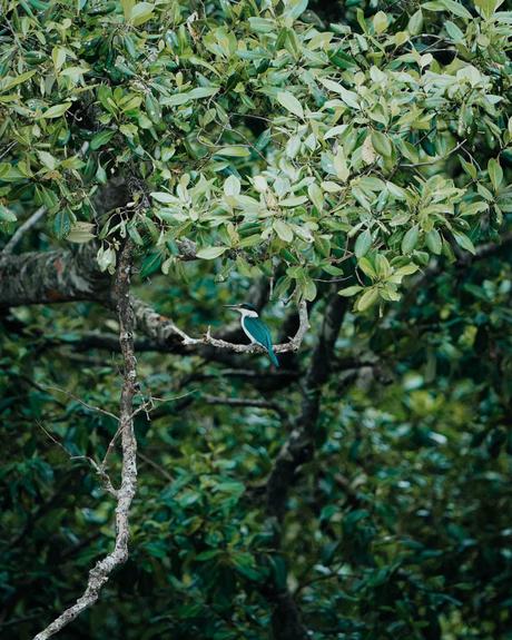 Vogelbeobachtung – Die besten Spots weltweit Ein Eisvogel thront auf einem Ast inmitten des üppigen grünen Laubes und verleiht der tropischen Schönheit von Balikpapan einen Farbtupfer.
