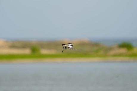 Vogelbeobachtung – Die besten Spots weltweit Schwarz Weißer Eisvogel - Der Graufischer (Ceryle rudis)bei der Jagd