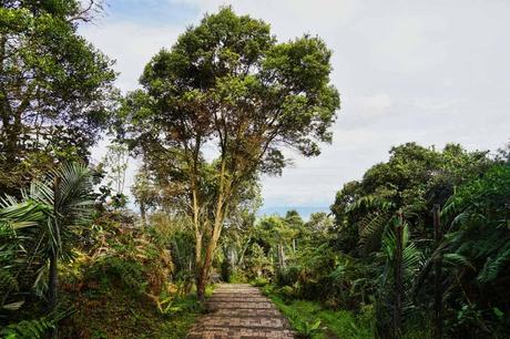 Vogelbeobachtung – Die besten Spots weltweit Weg im Chicaque Wald bei Bogota