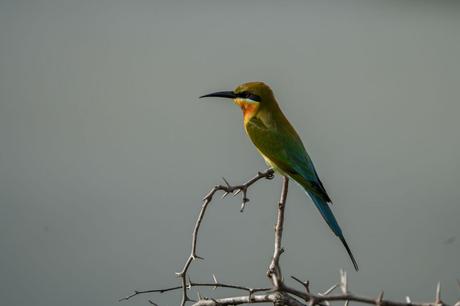 Vogelbeobachtung – Die besten Spots weltweit Blauschwanz-Bienenfresser ( Merops philippinus ) auf einem Ast