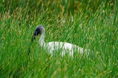 Vogelbeobachtung – Die besten Spots weltweit Schwarzkopfibis (Threskiornis melanocephalus), auch als Schwarzhals-Ibis bezeichnet im hohen Gras