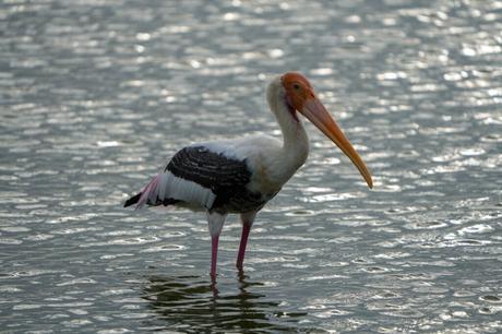 Vogelbeobachtung – Die besten Spots weltweit Buntstorch (Mycteria leucocephala) steht im Wasser