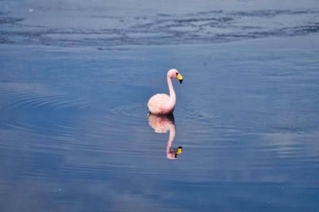 Vogelbeobachtung – Die besten Spots weltweit Flamingo in einem See in den Anden in Bolivien spiegelt sich im Wasser