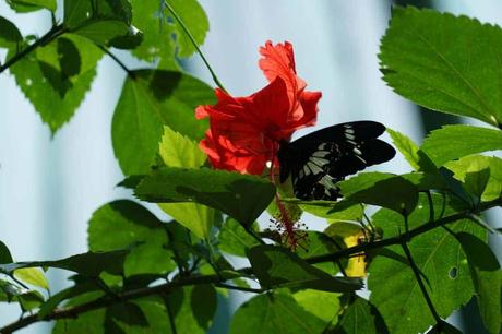 Breslaus bewegte Geschichte Schmetterling trinkt Nektar an einer Hibiskus Blüte