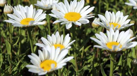 Winterharte Dauerblüher: 15 Stauden für langanhaltende Blüte Sommermargerite als winterharte Staude
