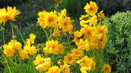 Winterharte Dauerblüher: 15 Stauden für langanhaltende Blüte Großblutiges Mädchenauge in gelber Farbenpracht blühend