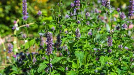 Winterharte Dauerblüher: 15 Stauden für langanhaltende Blüte Duftnessel in lila im Garten