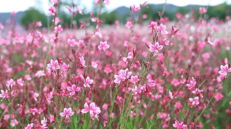 Winterharte Dauerblüher: 15 Stauden für langanhaltende Blüte Rosafarbene Blüten der Prachtkerze auf einem Feld