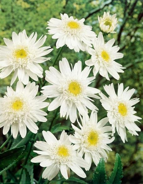 Winterharte Dauerblüher: 15 Stauden für langanhaltende Blüte Leucanthemum x superbum Stina ca. 9 9 cm Topf Margerite, weiße Blüten, Blütezeit Juni-September, ideal für Beete, pflegeleicht und winterhart