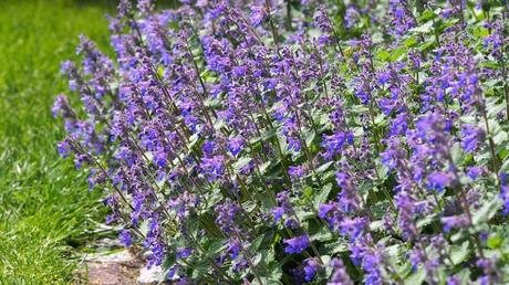 Winterharte Dauerblüher: 15 Stauden für langanhaltende Blüte Katzenminze im Garten